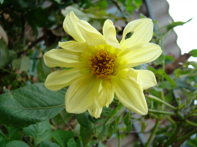 Обои картинки фото цветы, георгины