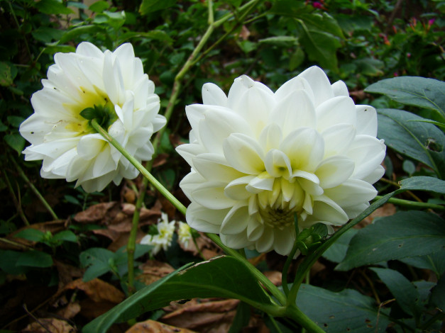 Обои картинки фото цветы, георгины