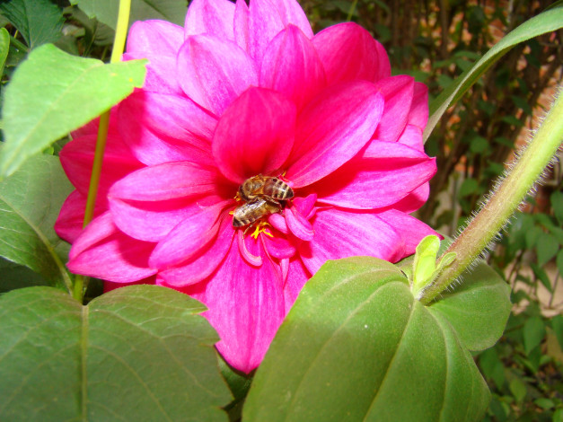 Обои картинки фото цветы, георгины