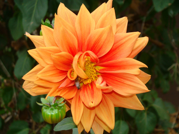 Обои картинки фото цветы, георгины