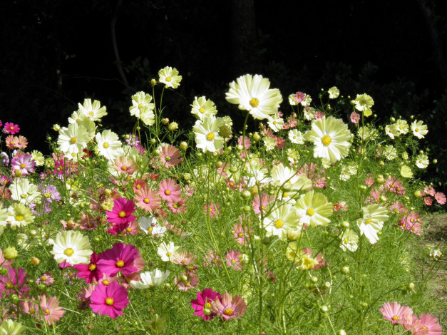 Обои картинки фото цветы, космея, лепестки