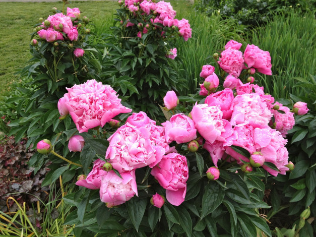 Обои картинки фото цветы, пионы, сад, кусты