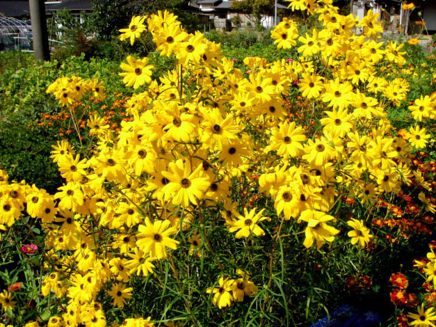 Обои картинки фото цветы, рудбекия, лепестки, желтые