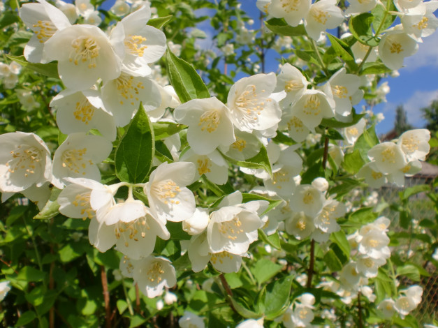 Обои картинки фото цветы, жасмин, ветки