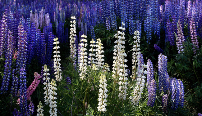 Обои картинки фото цветы, люпин