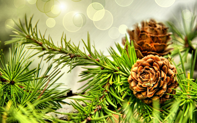 Обои картинки фото природа, шишки, жёлуди, каштаны, серый, фон, хвоя