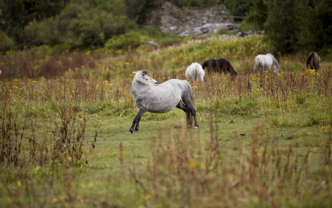 Обои картинки фото животные, лошади, лошадь