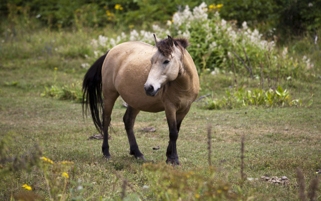 Обои картинки фото животные, лошади, лошадь