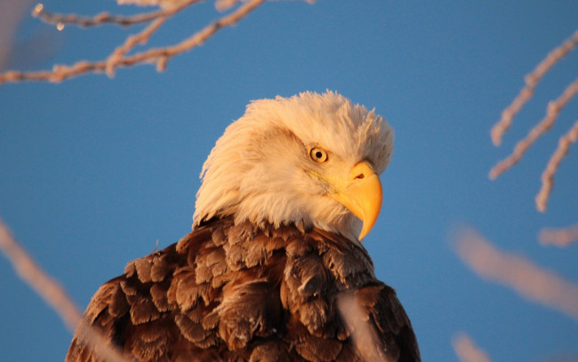 Обои картинки фото животные, птицы, хищники, белоголовый, орлан