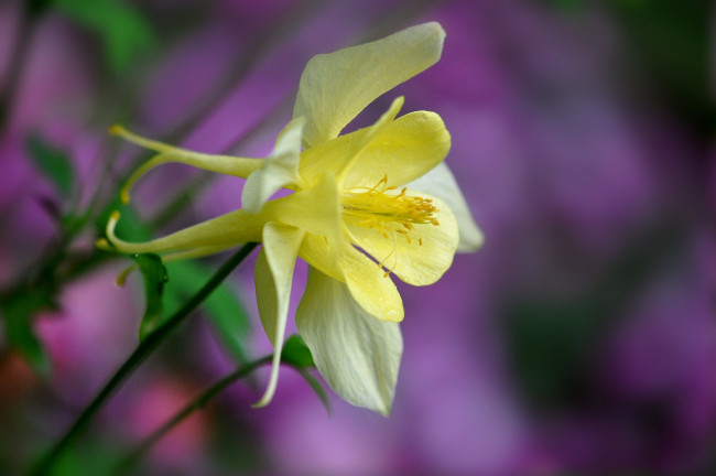 Обои картинки фото цветы, аквилегия, водосбор, коломбина