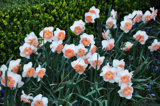 Обои картинки фото цветы, нарциссы