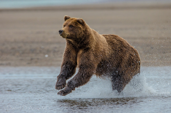 Обои картинки фото lake, clark, national, park, alaska, животные, медведи, аляска, озеро, кларк, гризли