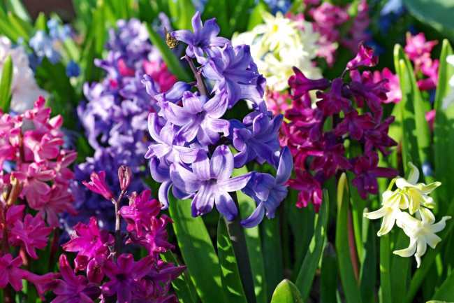 Обои картинки фото цветы, гиацинты, яркий