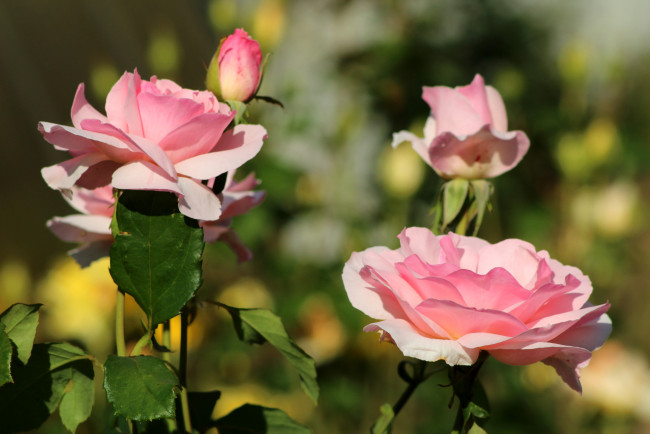 Обои картинки фото цветы, розы, розовый