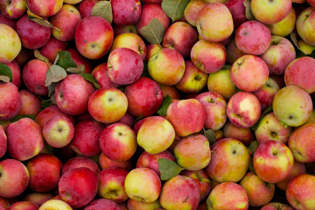 Обои картинки фото еда, Яблоки, яблоки, красные
