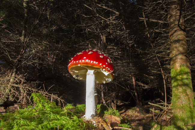 Обои картинки фото природа, грибы, мухомор, ножка, шляпка