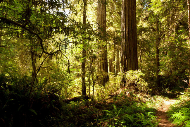 Обои картинки фото природа, лес, деревья