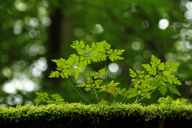 Обои картинки фото природа, макро, листья, блики