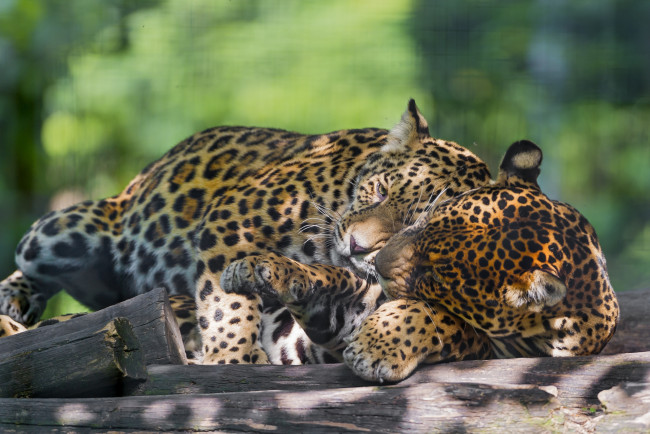 Обои картинки фото животные, Ягуары, чувства