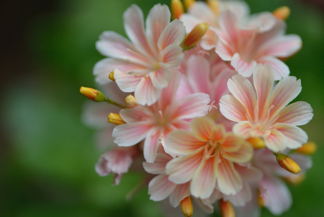 Обои картинки фото цветы, левизия