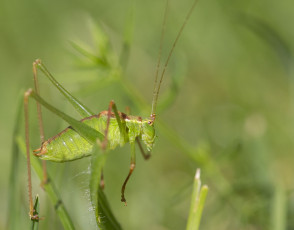 Картинка животные кузнечики +саранча макро зелёный фон утро насекомое кузнечик усики
