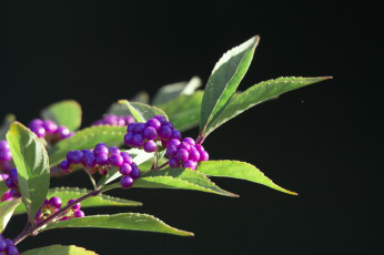 Картинка природа Ягоды ветка листья макро сиреневый