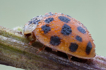 Картинка животные божьи+коровки роса капли насекомое божья коровка макро утро