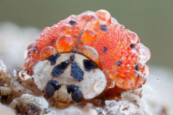 Картинка животные божьи+коровки роса капли насекомое божья коровка макро утро