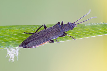 Картинка животные насекомые макро травинка жук насекомое фон