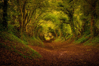 Картинка природа дороги англия лес осень октябрь деревья