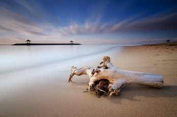 Картинка природа побережье океан пляж коряга