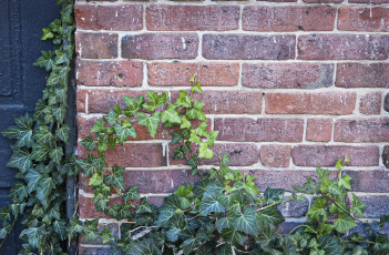 Картинка природа листья растение плющ стена кирпичная