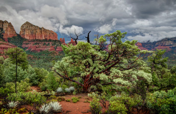 Картинка природа деревья растения горы песок кусты дерево небо