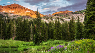 Картинка природа горы поляна лес скалы сша деревья юта utah albion basin облака цветы