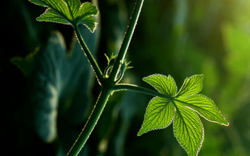 Картинка природа листья лучи стебель