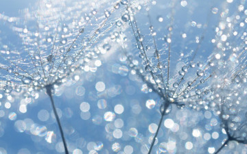 Картинка природа макро одуванчик капли воды