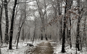 Картинка природа зима деревья