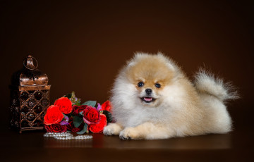 Картинка животные собаки щенок милый шпиц