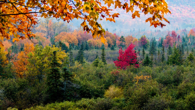 Обои картинки фото природа, лес, осень, краски