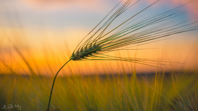 Обои картинки фото природа, макро, колосок