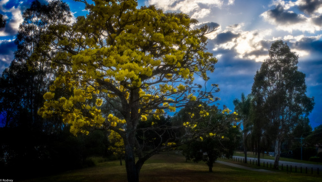 Обои картинки фото природа, деревья