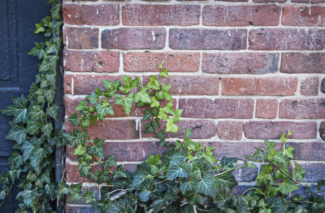 Обои картинки фото природа, листья, растение, плющ, стена, кирпичная