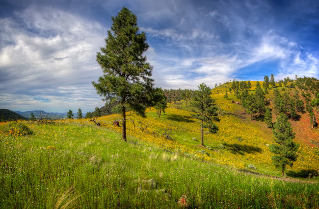 Обои картинки фото природа, деревья, облака, трава, равнина