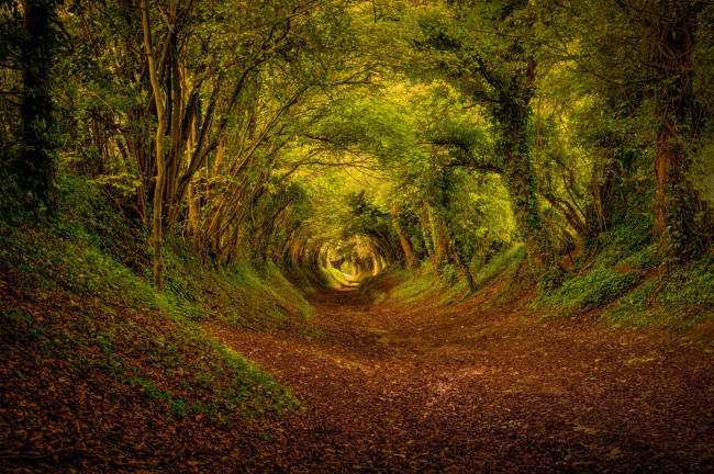 Обои картинки фото природа, дороги, англия, лес, осень, октябрь, деревья