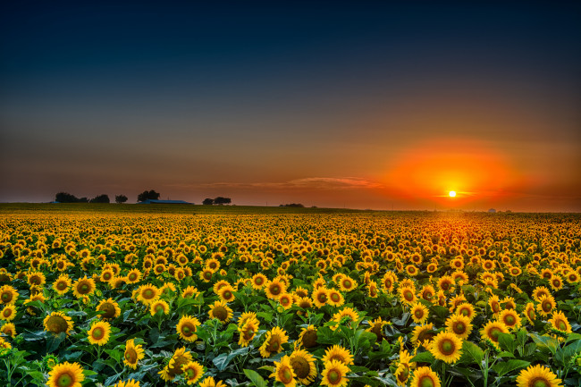 Обои картинки фото природа, восходы, закаты, поле, подсолнухи, заря