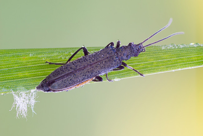 Обои картинки фото животные, насекомые, макро, травинка, жук, насекомое, фон