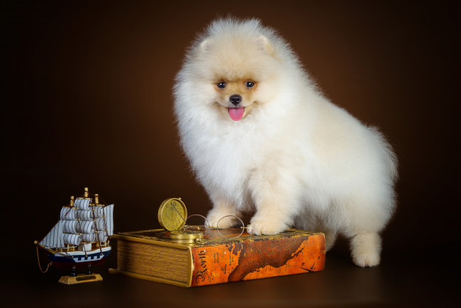 Обои картинки фото животные, собаки, щенок, корабль, шпиц