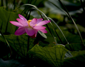 Картинка цветы лотосы лотос