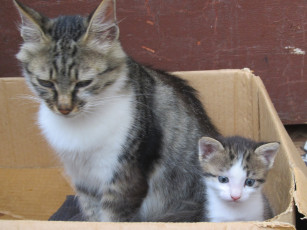 Картинка животные коты кошка котенок взгляд