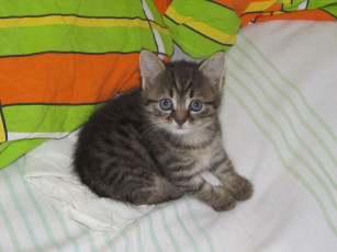 Картинка животные коты серый котенок взгляд